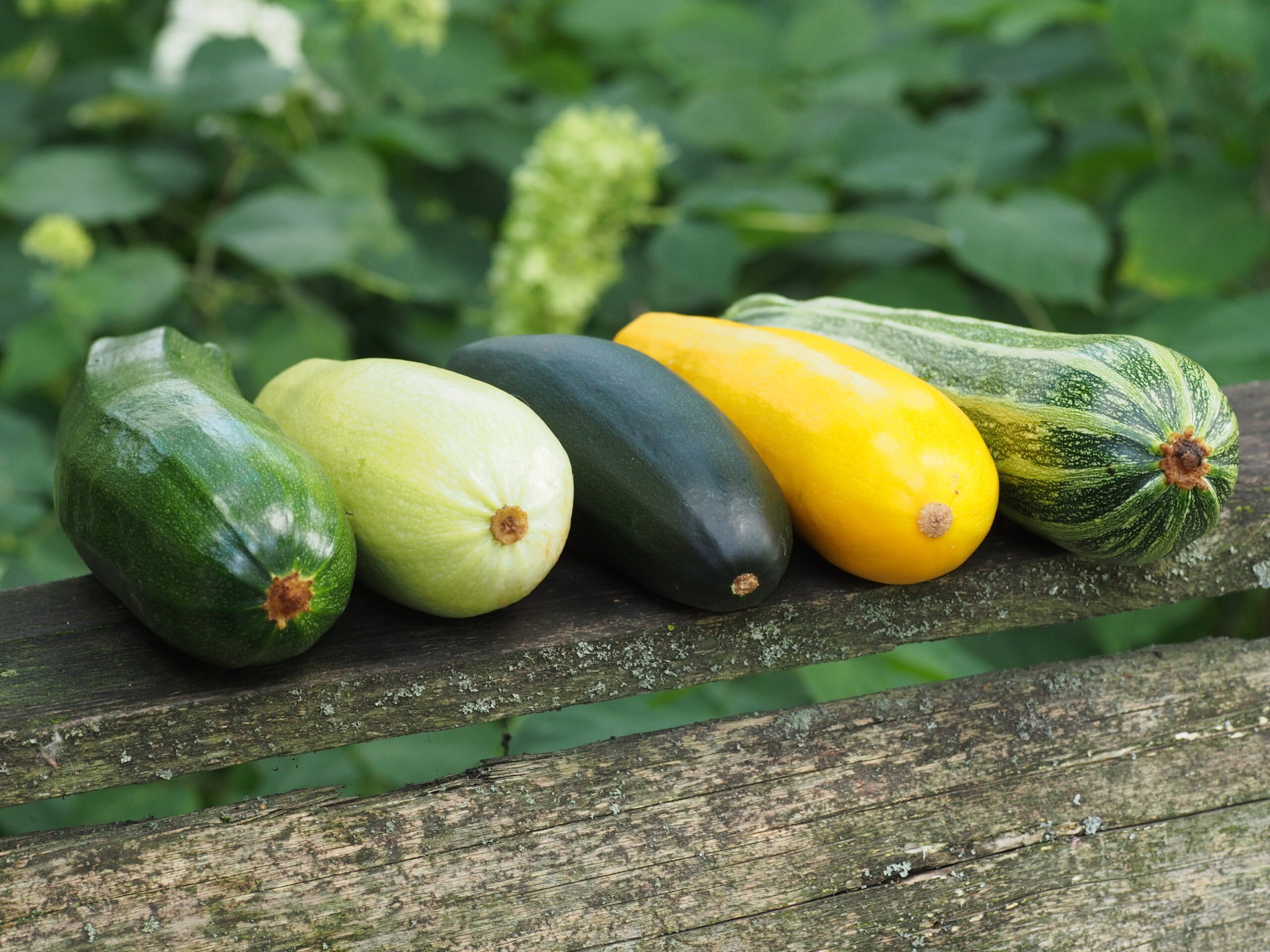 An image of different varieties of zucchini.