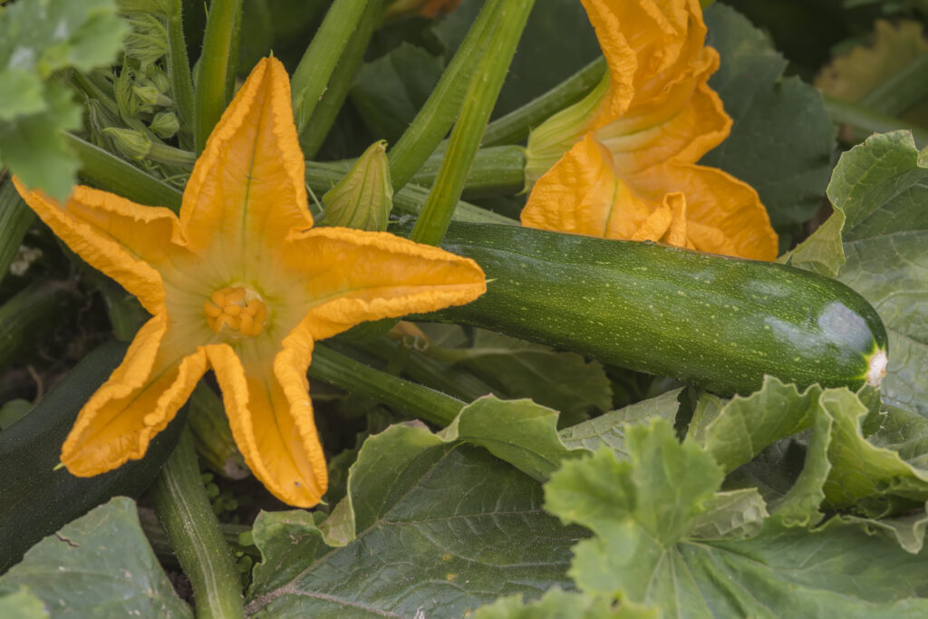 An image of zucchini growing in the garden.