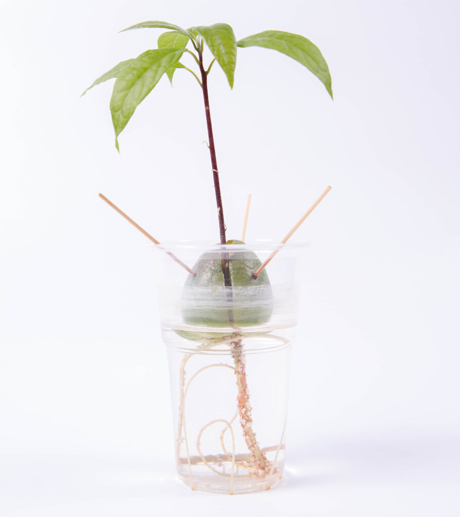 An image of an avocado plant growing from an avocado pit in a glass of water.