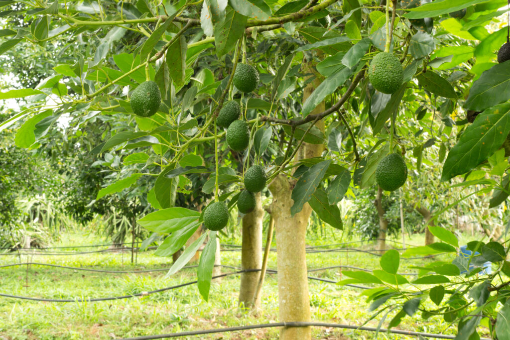 An image of an avocado tree with fruit ready to pick.