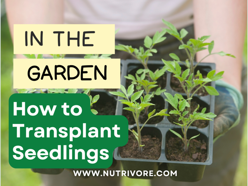 How to transplant seedlings.