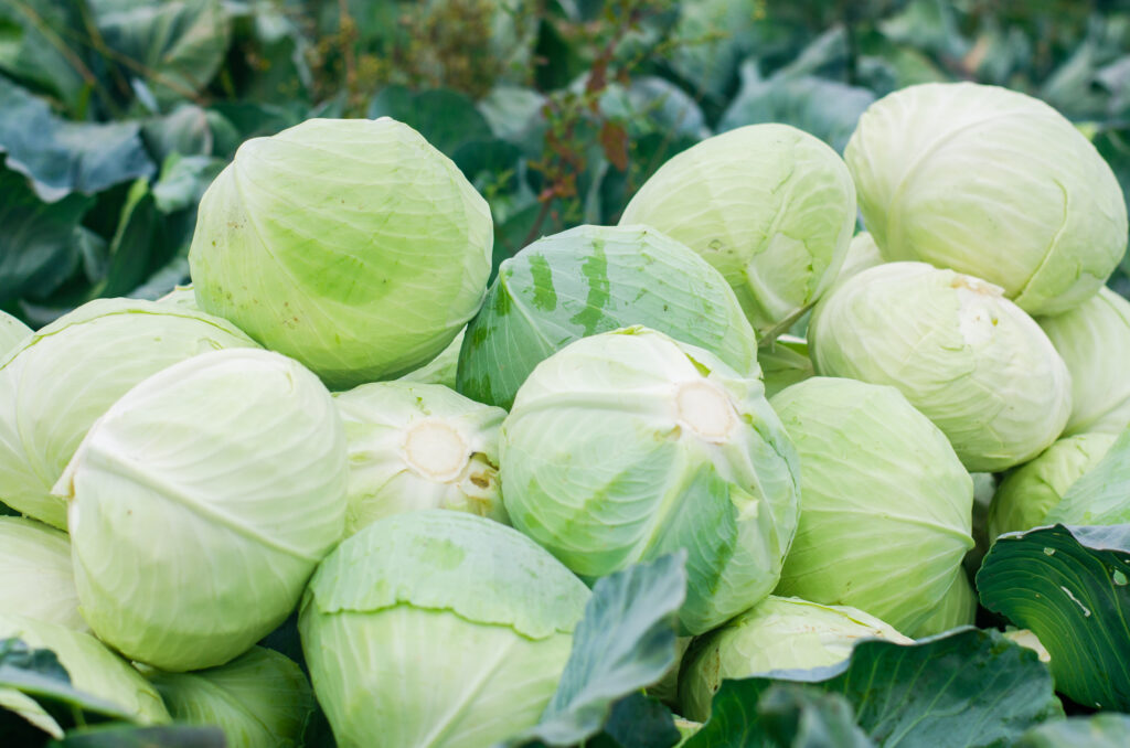 An image of freshly harvested cabbage.