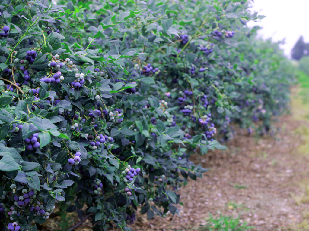 An image of blueberry bushes with berries ready to be picked.