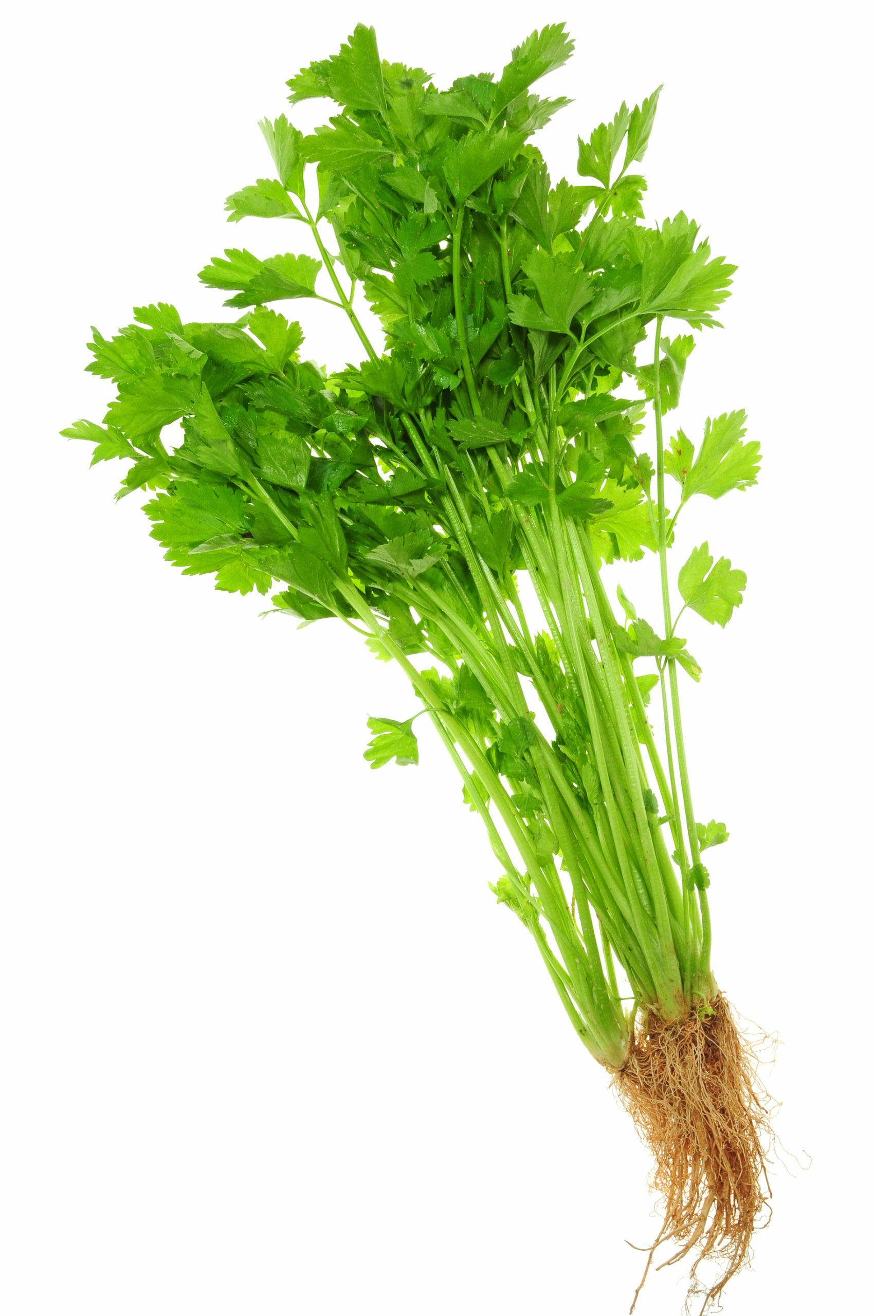 An image of leaf celery.