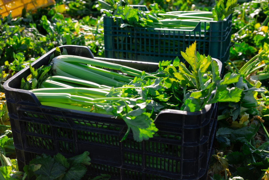 An image of freshly harvested celery.