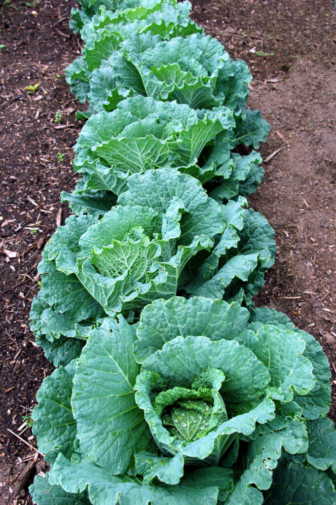 An image of cabbage growing in the field.