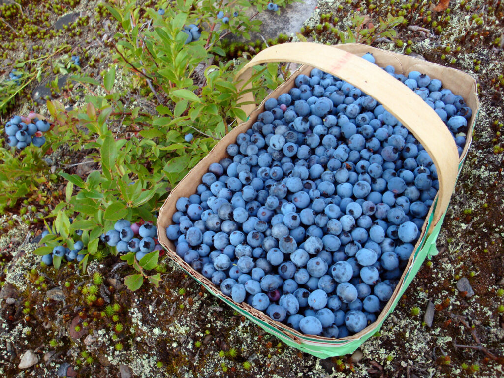 An image of a basket of freshly picked blueberries.