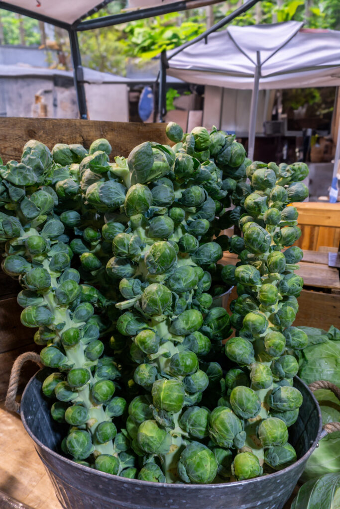 An image of freshly harvested Brussels sprouts on the stalk.