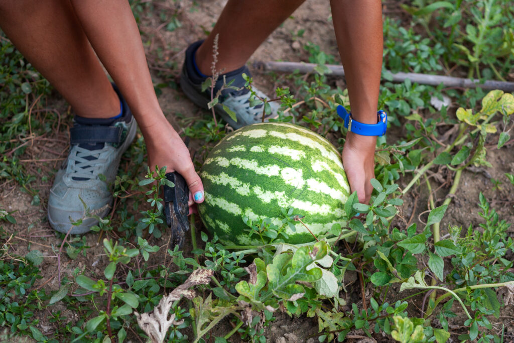 An image of a person harvesting watermelon from the garden.