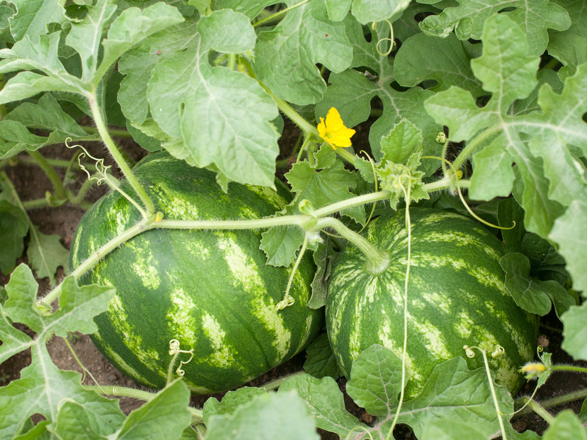 An image of watermelon growing in the garden.