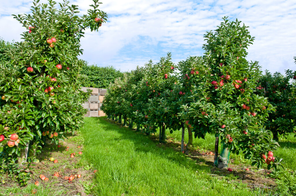 An image of apple trees in an apple orchard.