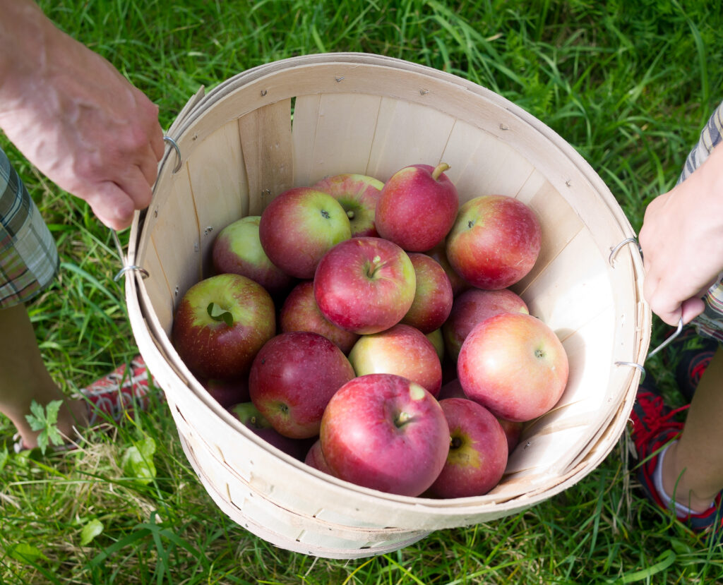 An image of apples in a basket being harvested from an orchard.