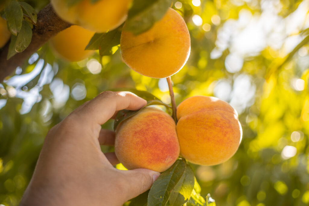 An image of a peach being harvested from a tree.