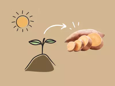 Growing Sweet Potato