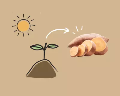Growing Sweet Potato