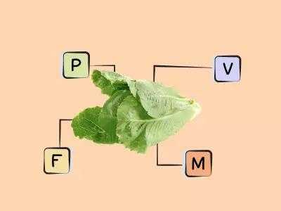 Romain Lettuce Nutrients