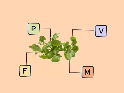Nutrients in Watercress