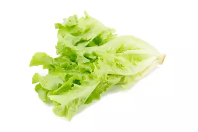 An image of green leaf lettuce.
