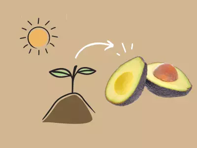 Growing avocado trees and houseplants.