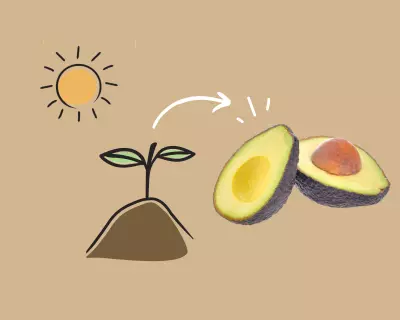 Growing avocado trees and houseplants.