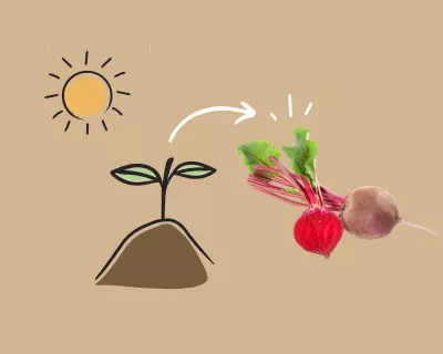 Growing Beets