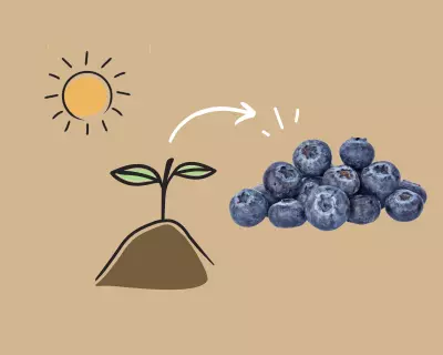Growing Blueberries