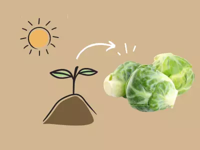 Growing Brussels sprouts.