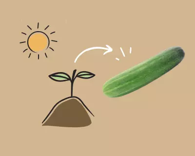 Growing Cucumber