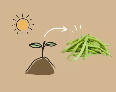 Growing Green Beans