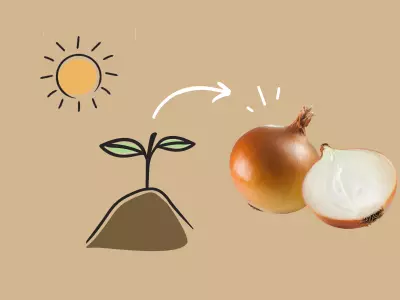 Growing Onion
