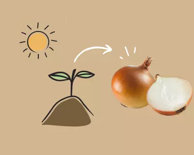 Growing Onion