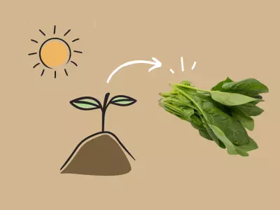 Growing Spinach
