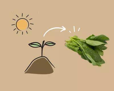 Growing Spinach