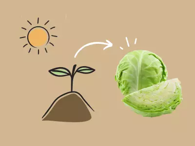 How to grow cabbage.