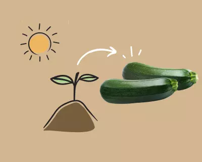 Growing Zucchini