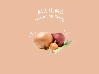 Food Families Alliums The Onion Family