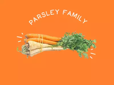 Food Families Parsley Family