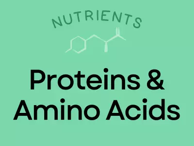 Learn all about the importance of Protein and Amino Acids in your diet