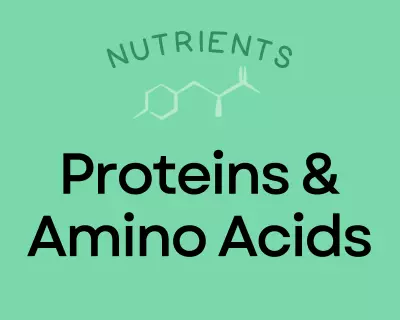 Learn all about the importance of Protein and Amino Acids in your diet