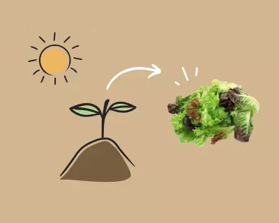 Growing Lettuce