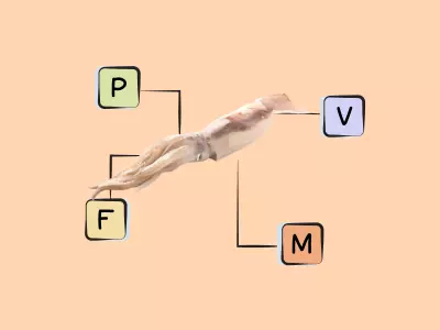 Nutrients in Squid