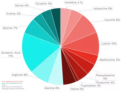 Visual graphic of amino acid distribution in beef kidney.