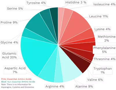Visual graphic of amino acid distribution in white sweet corn.