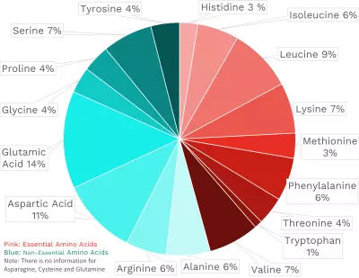 Visual graphic of amino acid distribution in egg white.