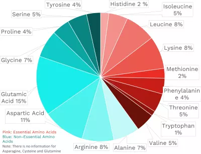 Visual graphic of amino acid distribution in octopus.