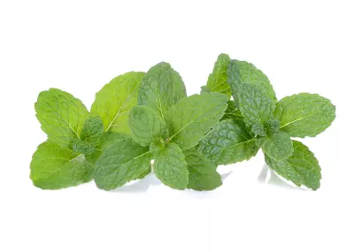 An image of peppermint.