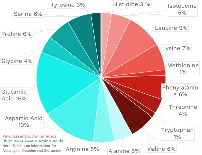 Visual graphic of amino acid distribution in navy beans.