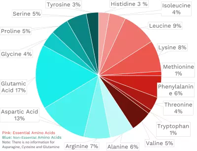 Visual graphic of amino acid distribution in adzuki beans.