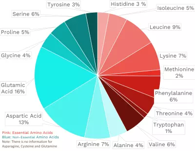 Visual graphic of amino acid distribution in cranberry beans.