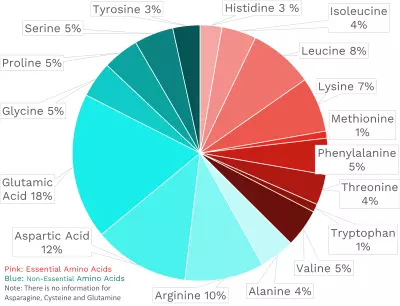 Visual graphic of amino acid distribution in fava beans.